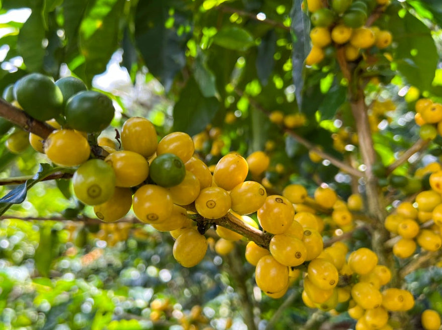 Wholesale - Yellow CATUAÍ - 50LBs