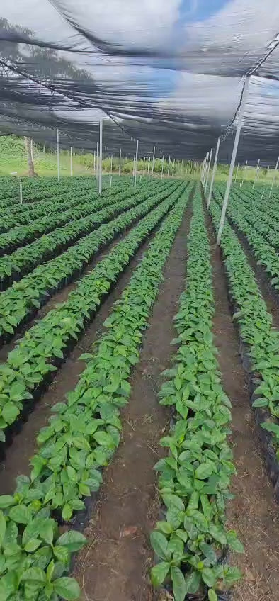 Geisha Greenhouse Farm in Honduras
